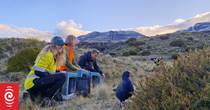 Our Changing World: Backcountry takahē επιστρέφει | presscode.gr Our Changing World: Backcountry takahē επιστρέφει
| presscode.gr