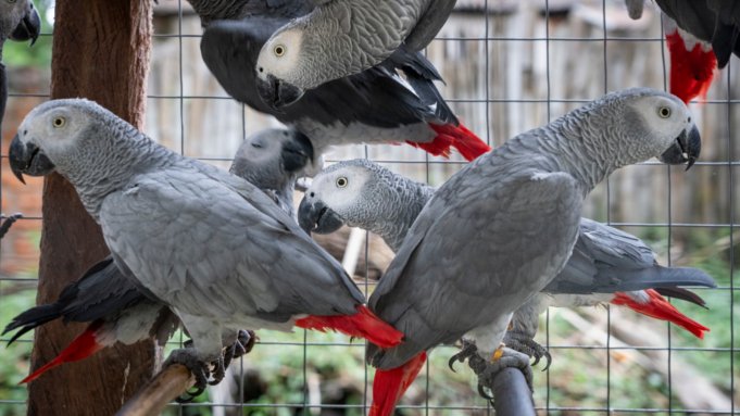 TikTok Is Obsessed With Talking Parrots. It’s Fueling a Global Black Market | presscode.gr