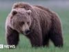 Αρκούδα Grizzly ελευθερώθηκε μετά από επίθεση σε σχολική ομάδα στον Καναδά, τραυματίζοντας 11
| presscode.gr Αρκούδα Grizzly ελευθερώθηκε μετά από επίθεση σε σχολική ομάδα στον Καναδά, τραυματίζοντας 11
| presscode.gr
