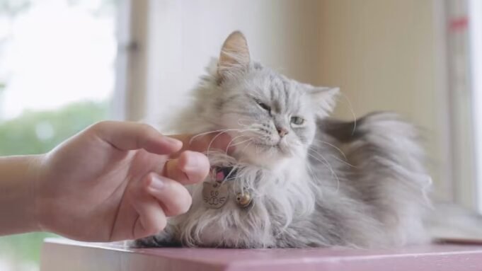 Μπορείτε να μιλήσετε CAT; Κάντε το τεστ για να δείτε Μπορείτε να μιλήσετε CAT; Κάντε το τεστ για να δείτε αν μπορείτε να αποκωδικοποιήσετε τη γλώσσα του σώματος ενός moggie
| presscode.gr