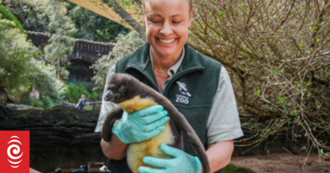 Ο γκόμενος Penguin Fiordland «ευδοκιμεί» στον ζωολογικό κήπο Taronga του Ο γκόμενος Penguin Fiordland «ευδοκιμεί» στον ζωολογικό κήπο Taronga του Σίδνεϊ
| presscode.gr