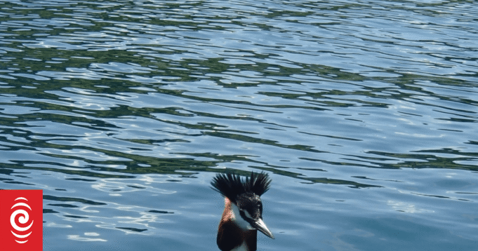 Ο κόσμος μας που αλλάζει: Τι συνέβη όταν η φήμη Ο κόσμος μας που αλλάζει: Τι συνέβη όταν η φήμη του pūteketeke έσβησε;
| presscode.gr