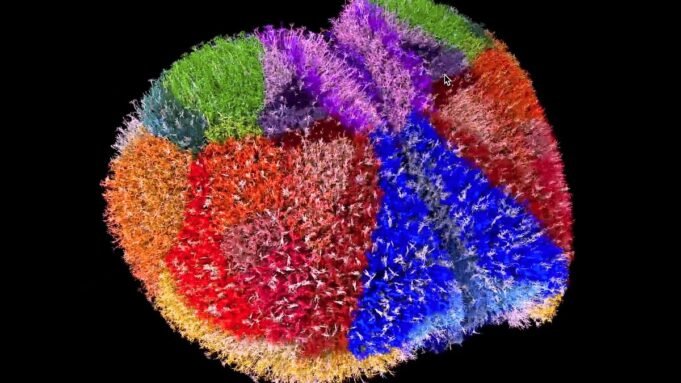 Ο πιο λεπτομερής χάρτης του εγκεφάλου που έχει δει ποτέ: Εκπληκτική προσομοίωση λεπτομέρειες για 10 ΕΚΑΤΟΜΜΥΡΙΑ νευρώνες σε 86 διασυνδεδεμένες περιοχές
| presscode.gr