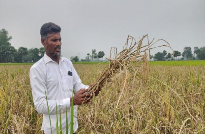 Οι αγρότες του Akkelpur είναι τώρα απογοητευμένοι από την εμπιστοσύνη του βασιλιά
| presscode.gr