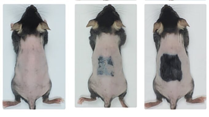 Οι επιστήμονες ανακάλυψαν έναν απλό τρόπο για να θεραπεύσουν την τριχόπτωση - καθώς απίστευτες δοκιμές σε ποντίκια αποκαλύπτουν εντυπωσιακή αναγέννηση μετά από μόλις 20 ημέρες
| presscode.gr