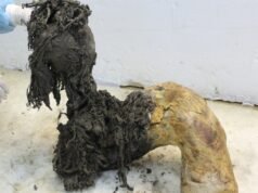 Οι επιστήμονες αντλούν αρχαίο RNA από το σώμα ενός μαλλί μαμούθ
| presscode.gr Οι επιστήμονες αντλούν αρχαίο RNA από το σώμα ενός μαλλί μαμούθ
| presscode.gr