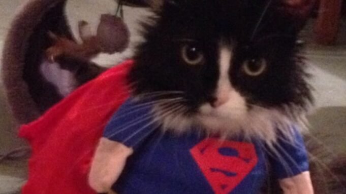 Οι κτηνίατροι εκδίδουν επείγουσα προειδοποίηση ενάντια στο ντύσιμο κατοικίδιων για το Halloween - αφού μια γάτα παραλίγο να σκοτωθεί όταν η κάπα του Superman έπιασε φωτιά
| presscode.gr