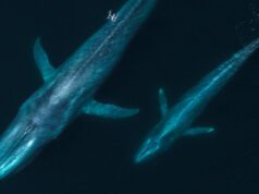 Πετώντας με φάλαινες: Τα drones ανανεώνουν την έρευνα για τα θαλάσσια θηλαστικά
| presscode.gr Πετώντας με φάλαινες: Τα drones ανανεώνουν την έρευνα για τα θαλάσσια θηλαστικά
| presscode.gr