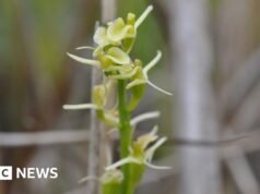 Σπάνια ορχιδέα που επέστρεψε από το χείλος της εξαφάνισης
| presscode.gr Σπάνια ορχιδέα που επέστρεψε από το χείλος της εξαφάνισης
| presscode.gr