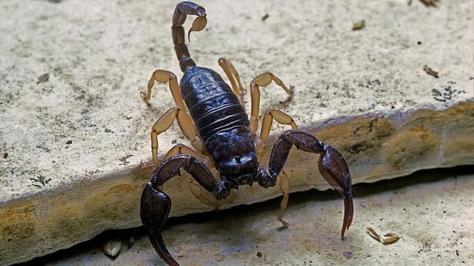 Τα θανατηφόρα πλάσματα της Βρετανίας: Οι ειδικοί αποκαλύπτουν τους ανυποψίαστους Τα θανατηφόρα πλάσματα της Βρετανίας: Οι ειδικοί αποκαλύπτουν τους ανυποψίαστους ανατριχιαστικούς ερπυστήρες που μπορούν να σας σκοτώσουν - συμπεριλαμβανομένων αλογόμυγες, ασιατικές σφήκες και κουνούπια
| presscode.gr