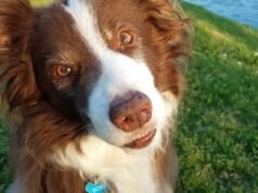 Τα σκυλιά ήρθαν σε ένα ευρύ φάσμα μεγεθών και σχημάτων πολύ πριν από τις σύγχρονες ράτσες
| presscode.gr Τα σκυλιά ήρθαν σε ένα ευρύ φάσμα μεγεθών και σχημάτων πολύ πριν από τις σύγχρονες ράτσες
| presscode.gr