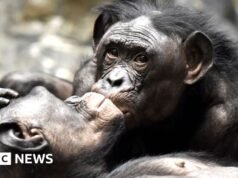 Το πρώτο φιλί χρονολογείται πριν από 21 εκατομμύρια χρόνια, λένε οι επιστήμονες
| presscode.gr Το πρώτο φιλί χρονολογείται πριν από 21 εκατομμύρια χρόνια, λένε οι επιστήμονες
| presscode.gr