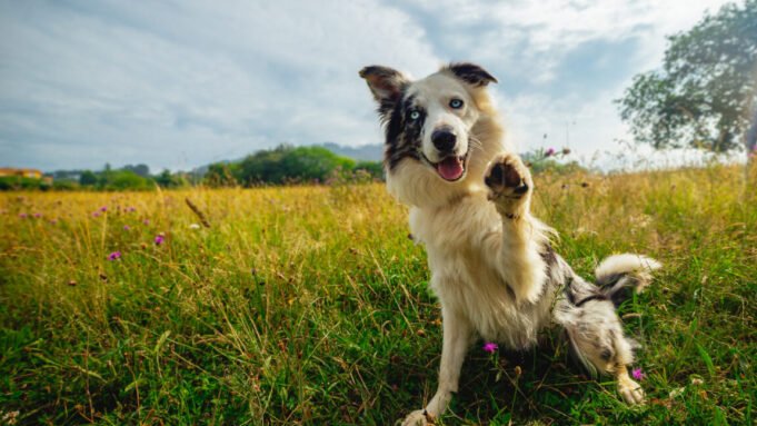 Γιατί ο σκύλος μου είναι έτσι; Οι τρέχουσες εξετάσεις DNA Γιατί ο σκύλος μου είναι έτσι; Οι τρέχουσες εξετάσεις DNA δεν θα σας το εξηγήσουν.
| presscode.gr
