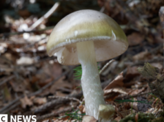 Προειδοποίηση κατά της αναζήτησης τροφής μανιταριών στην Καλιφόρνια μετά από θανατηφόρα δηλητηρίαση
| presscode.gr Προειδοποίηση κατά της αναζήτησης τροφής μανιταριών στην Καλιφόρνια μετά από θανατηφόρα δηλητηρίαση
| presscode.gr